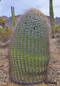 Ferocactus wislizenii